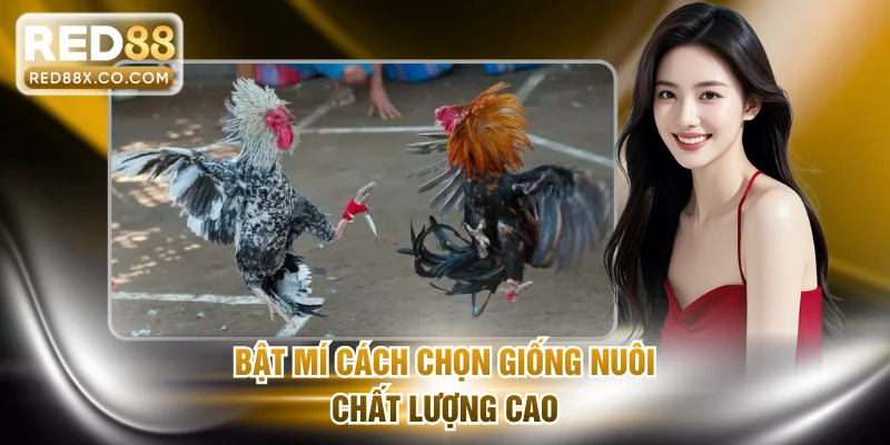 Bật mí cách chọn giống nuôi chất lượng cao