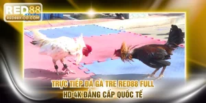 Trực tiếp đá gà tre